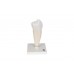 model dolnego zęba przedtrzonowego z pojedynczym korzeniem - 1000242 [d10/3] 3b scientific modele anatomiczne 4
